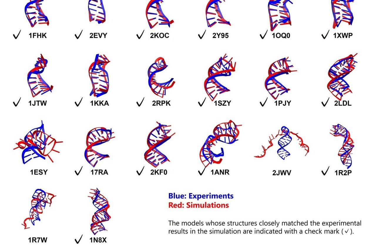 Molecular dynamics simulations use atomistic force field to capture RNA ...