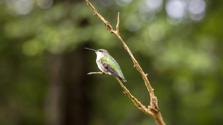 Grow Your Hummingbird Garden By Propagating This Shrub In The Winter