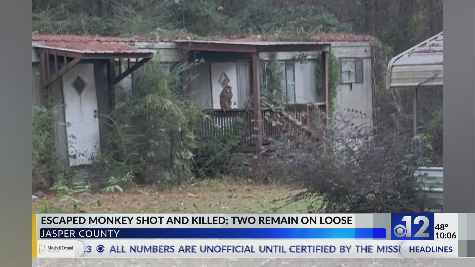 Mississippi woman kills escaped monkey fearing for her children’s safety
