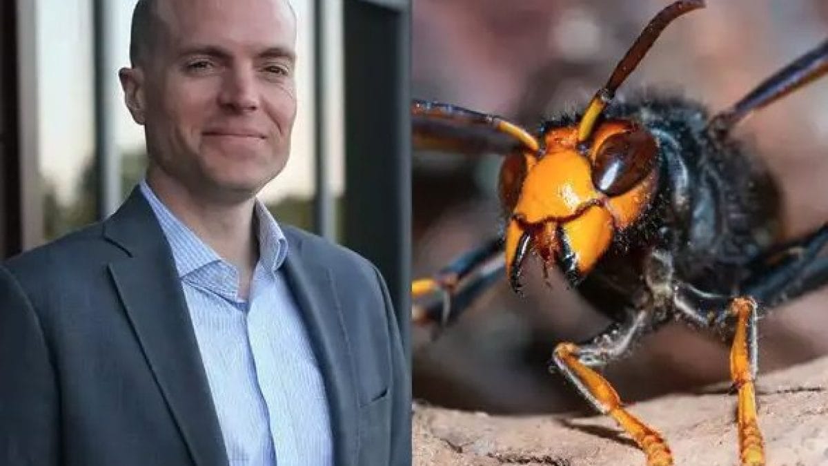 Fanno zipline nella giungla in Laos: padre e figlio 15enne punti e uccisi da centinaia di vespe giganti