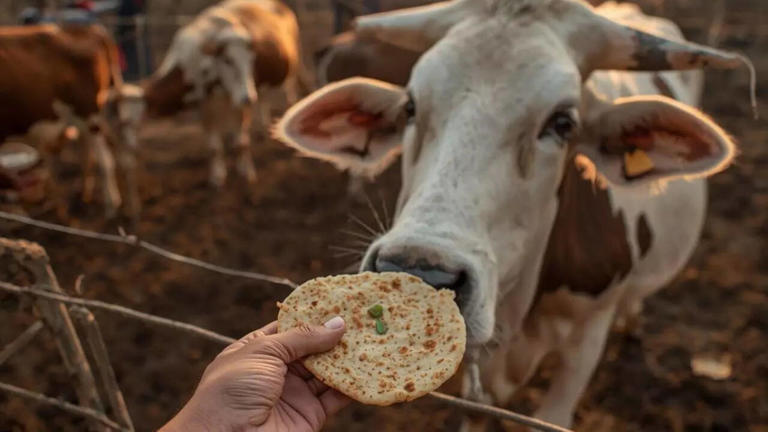 Is giving the first roti to a cow safe: What science says about this ...