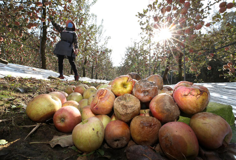 4-го числа владелец яблочной фермы в Самчхон-ри, Джудок-ып, Чхунджу-си, Чхунчхон-пукто-до с сожалением смотрит на яблоки, поврежденные такими болезнями, как раскалывание фруктов, растрескивание. /Син Хён Чжон