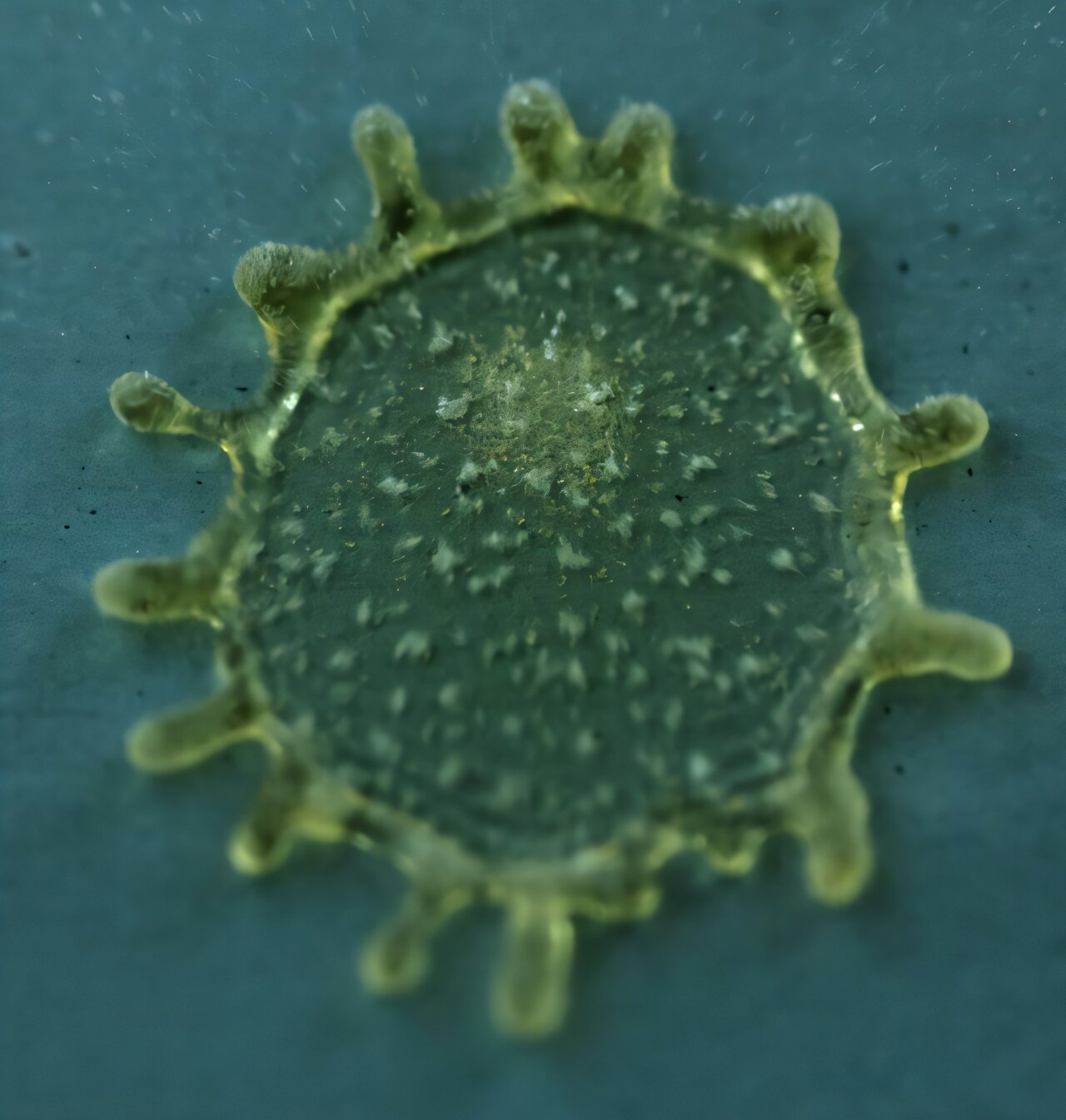 A sticky solution for enhanced pesticide deposition