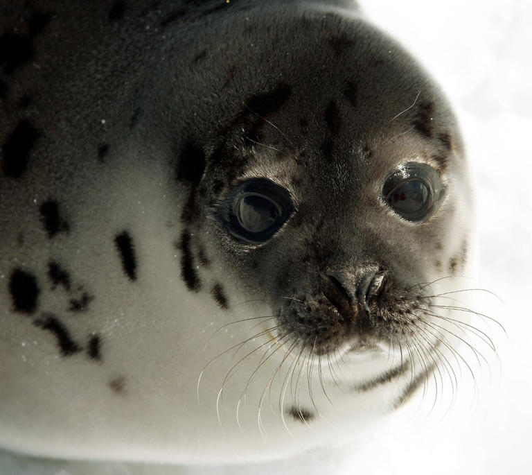 Researchers call for harp seals to be included in cod stock assessments