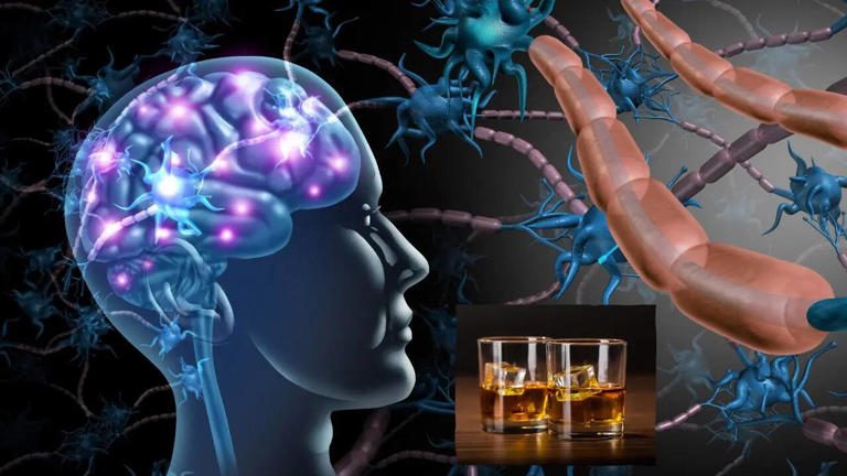 What Really Happens To Your Brain When You Drink Alcohol, According To ...