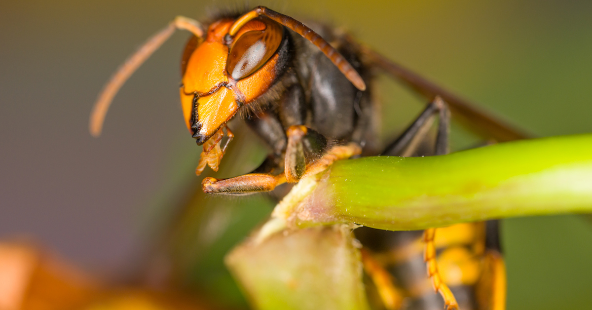 American Teacher and Son Killed by ‘Murder Hornets’ in Southeast Asia