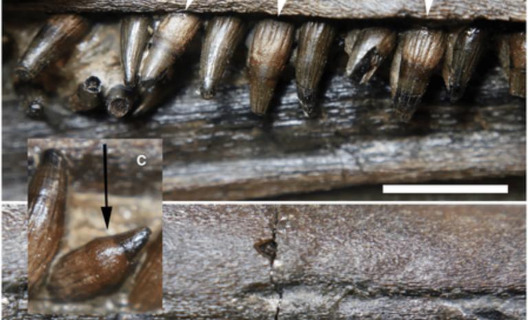 New Marine Reptile Species Found in England’s Jurassic Coast: Meet the ...