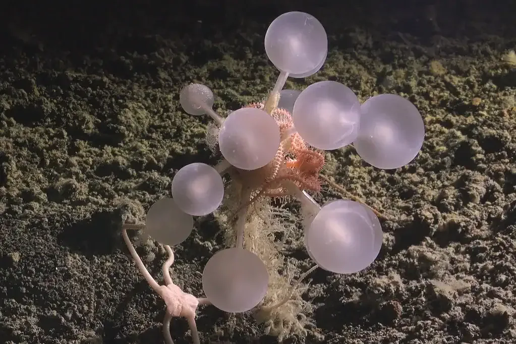 Scientists Discover Carnivorous “Death-Ball” Sponge, Black Corals, and ...