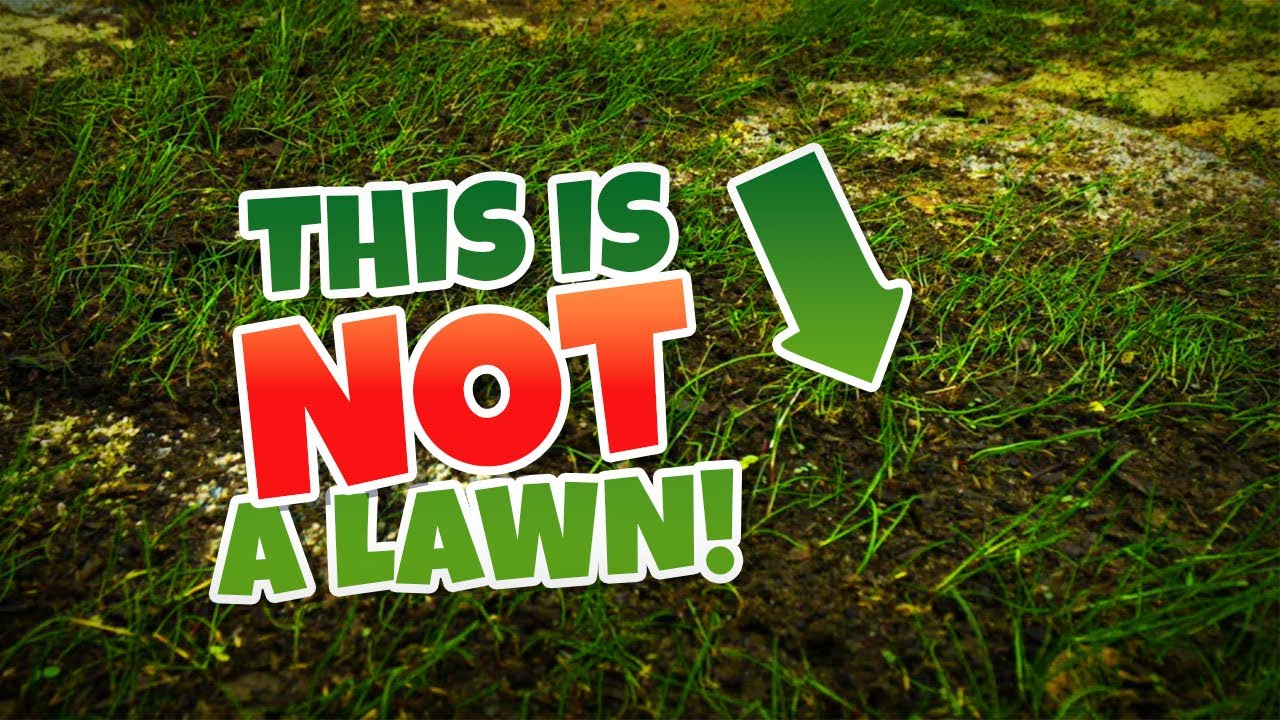 Watch me transform this filthy carpet!