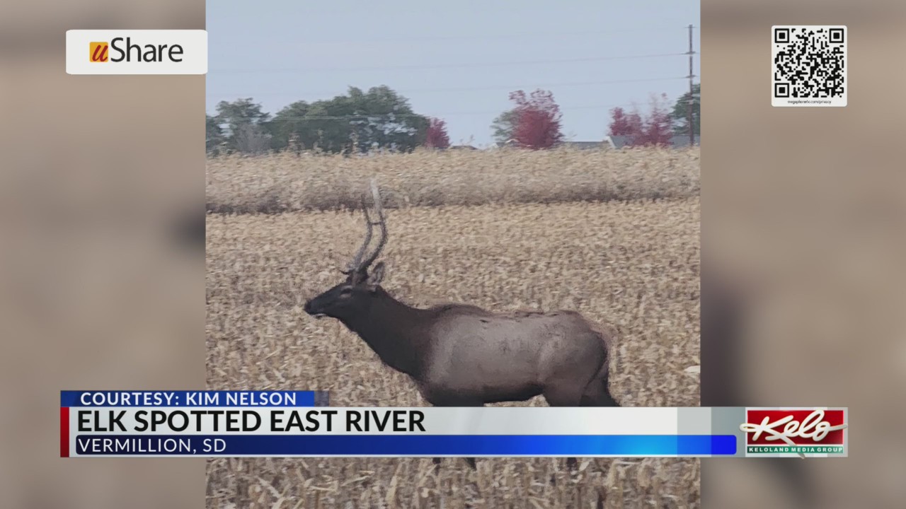 Elk spotted in Vermillion