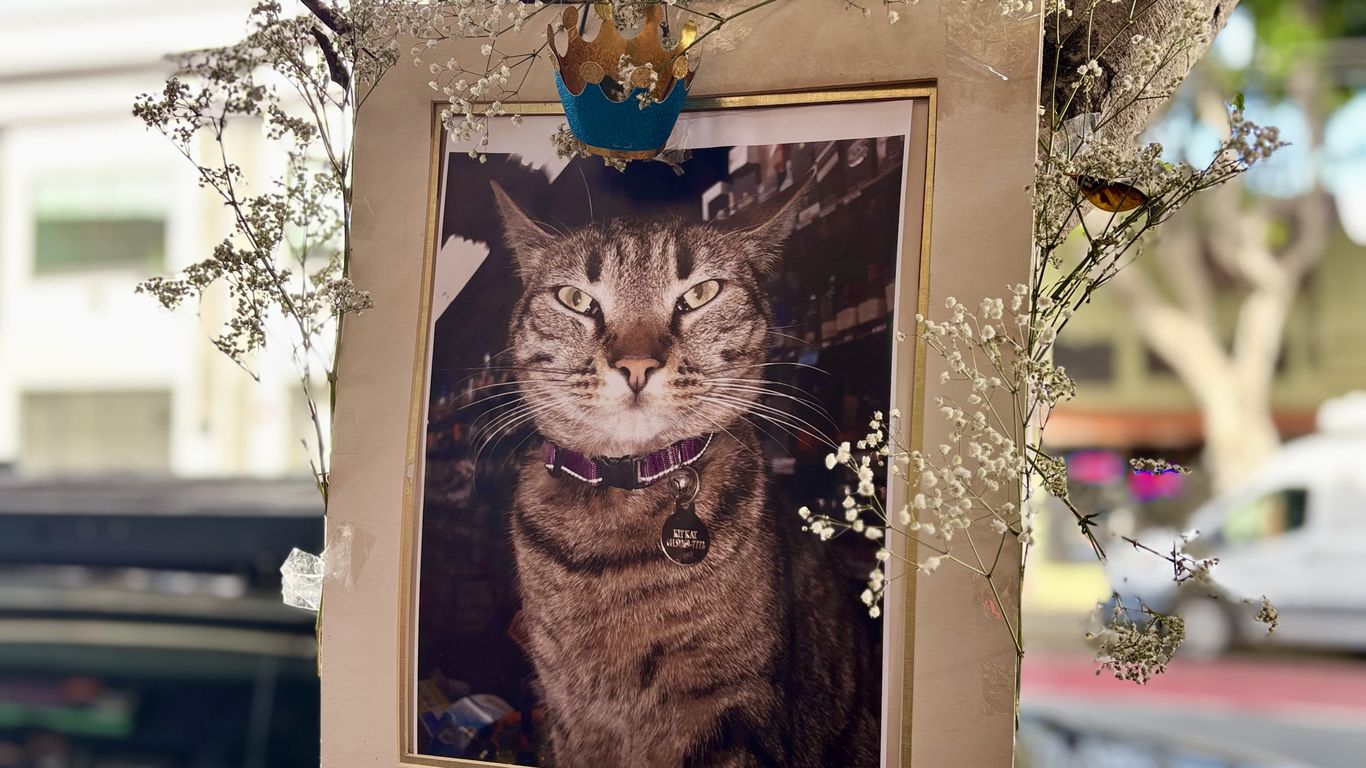 Beloved Mission cat's death sparks call for local robotaxi oversight