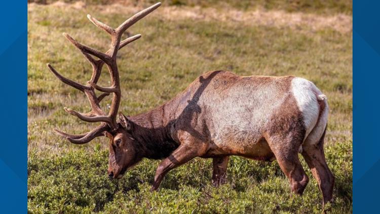 CPW confirms beloved Estes Park elk Roundabout dies after being hit by vehicle
