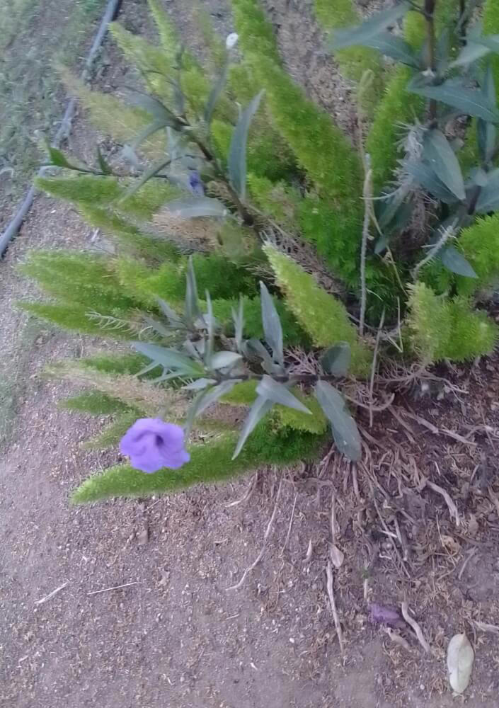 Gardener warned after sharing photos of concerning growth in yard: 'It ...