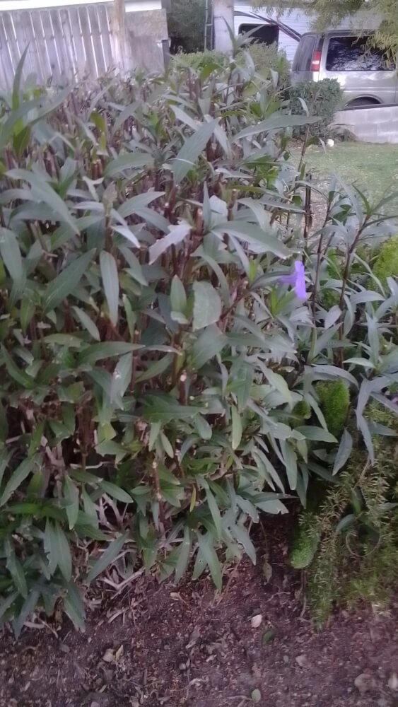 Gardener warned after sharing photos of concerning growth in yard: 'It ...