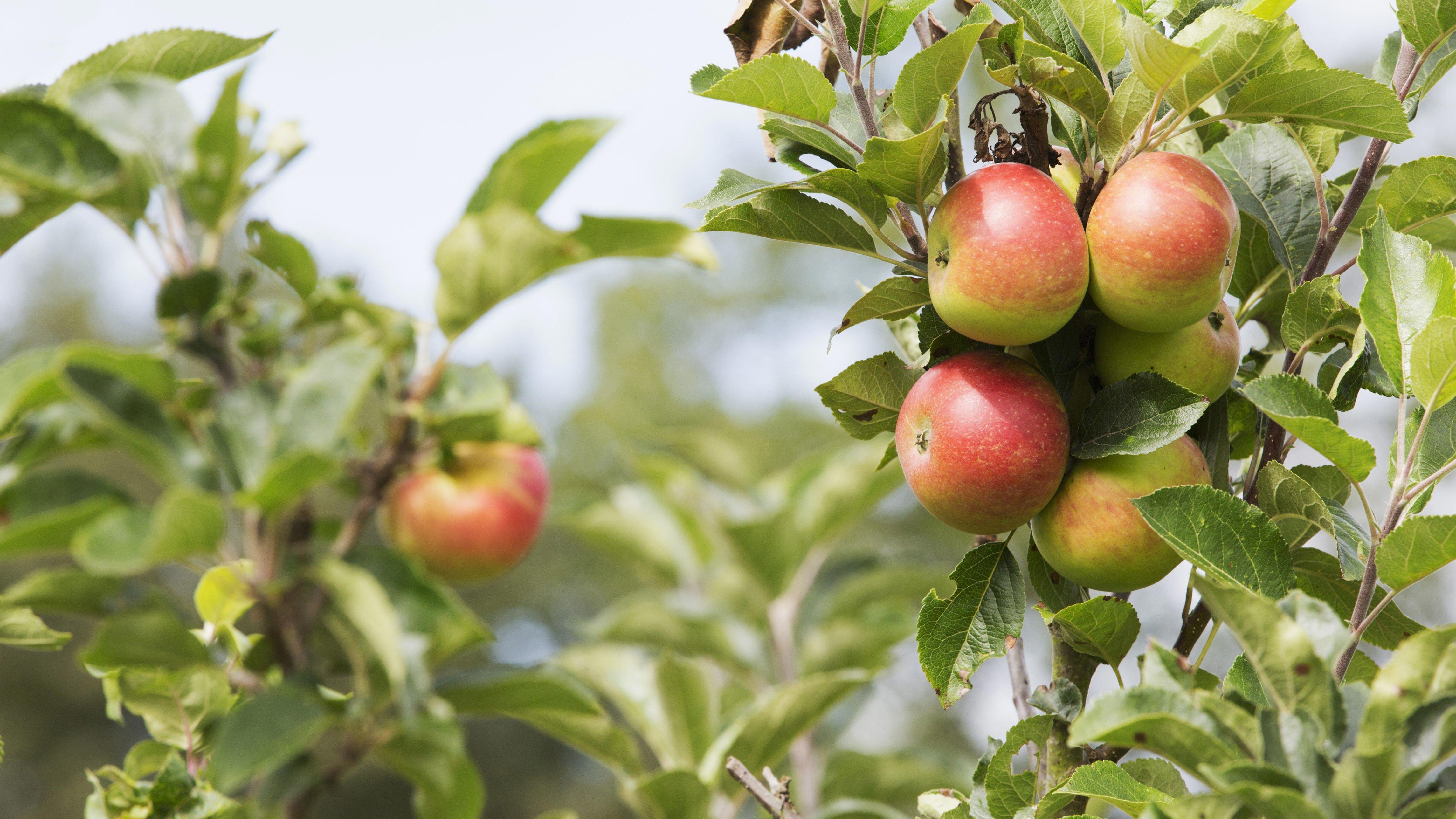 Orchard under threat after apple throwing reports