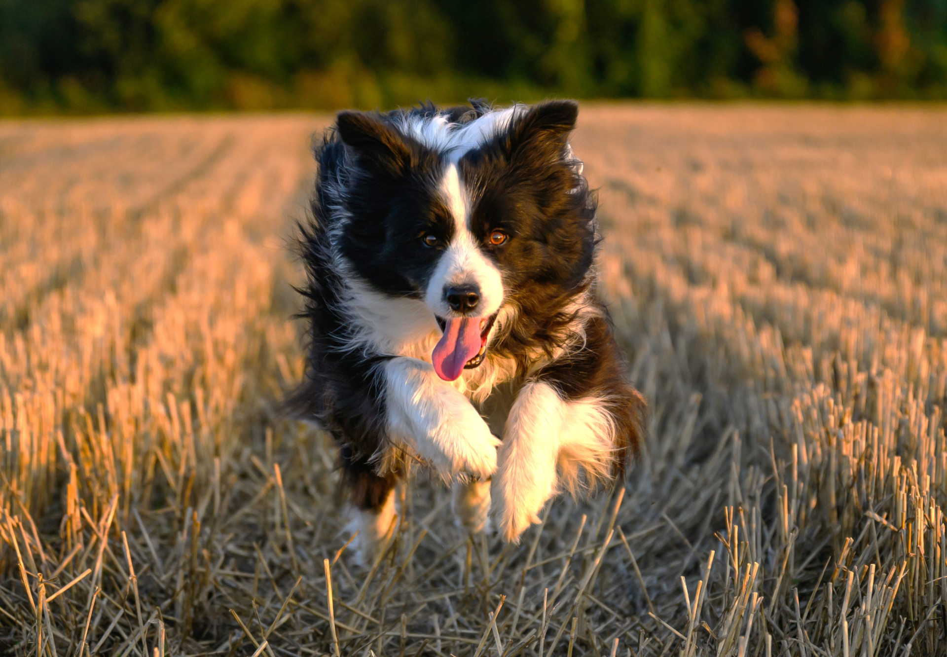 what-your-dog-s-breed-says-about-your-personality