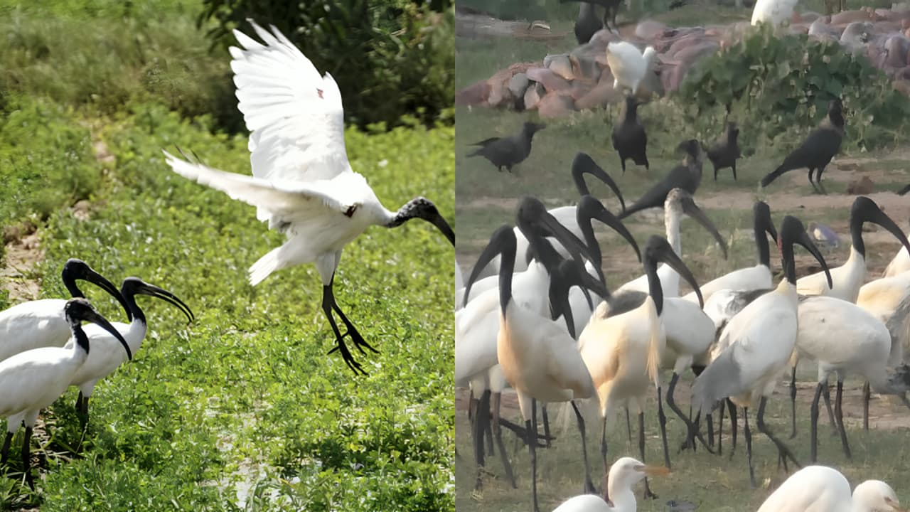 Rare Sighting: Black-Headed Ibis Shows up in Thoothukudi Salt Pans