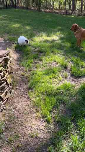 View of Calm Animal Solutions: Harmony for Dogs and Cats