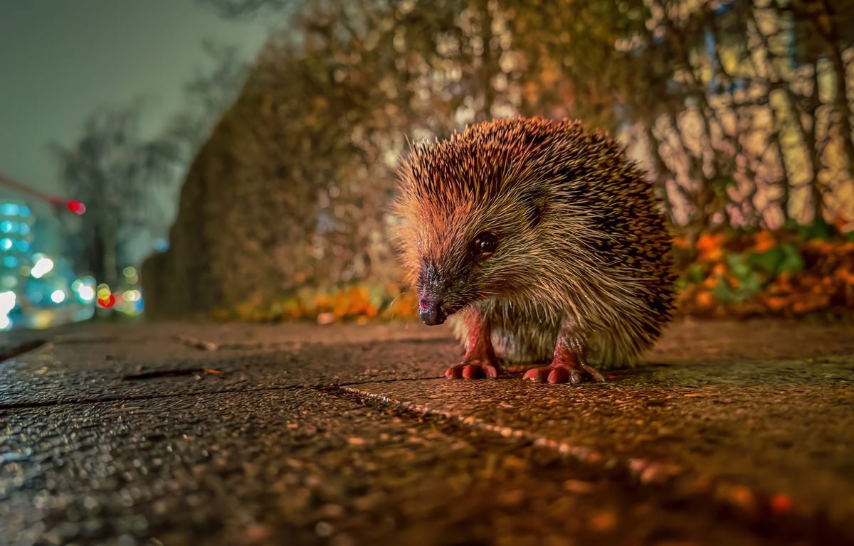 Les Animaux De La Nuit main image 0