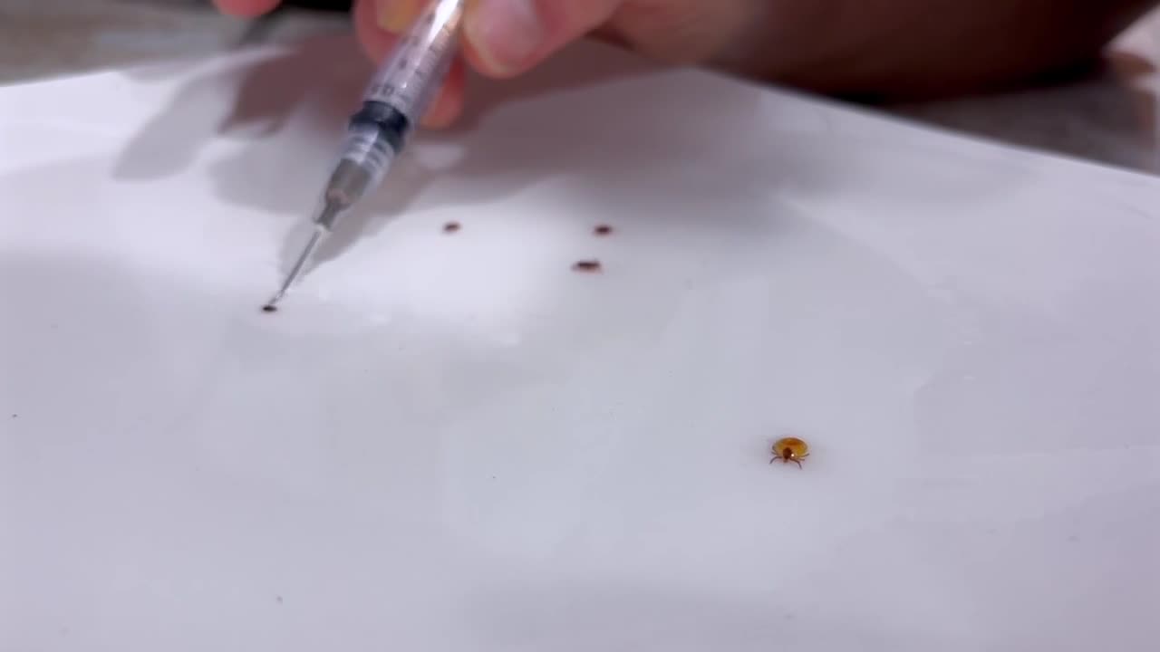 Ticks remain active in West Michigan during cold months, expert advises ...