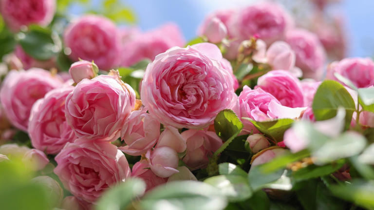 Plant These Types Of Roses For More Fragrant Flowers