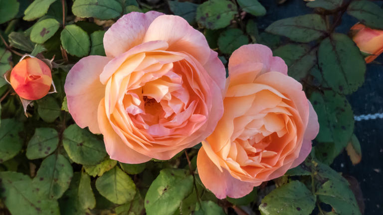 Plant These Types Of Roses For More Fragrant Flowers