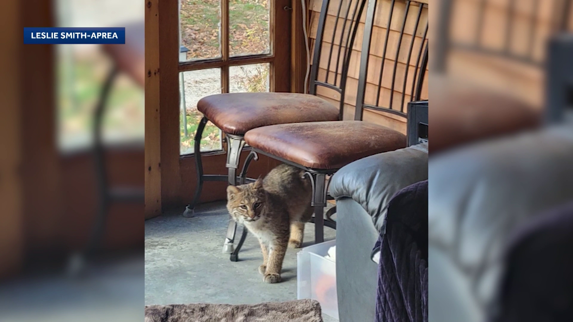 NH couple gets surprise visitor when bobcat wanders into home