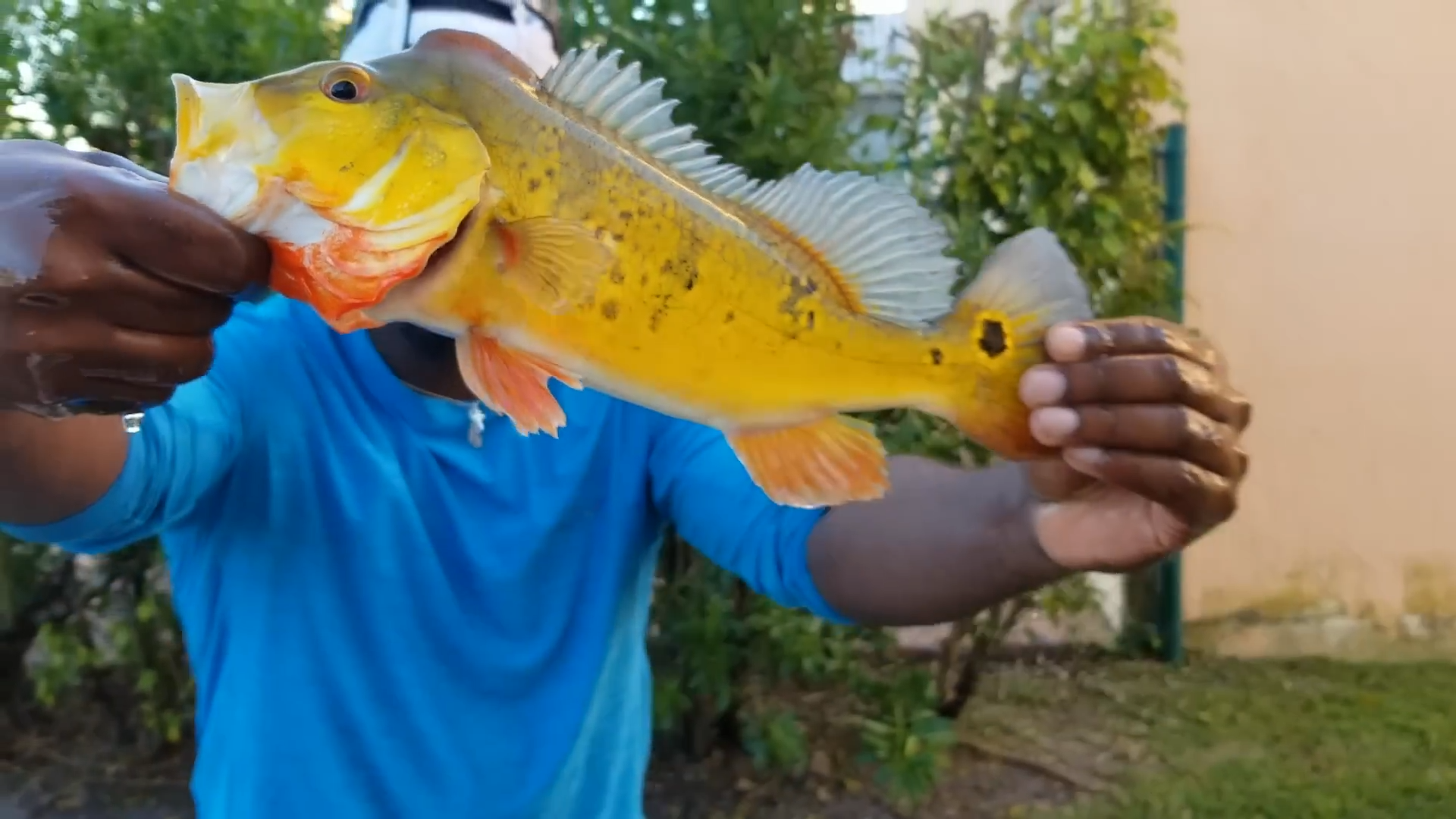 Building a giant pool pond for monster peacock bass