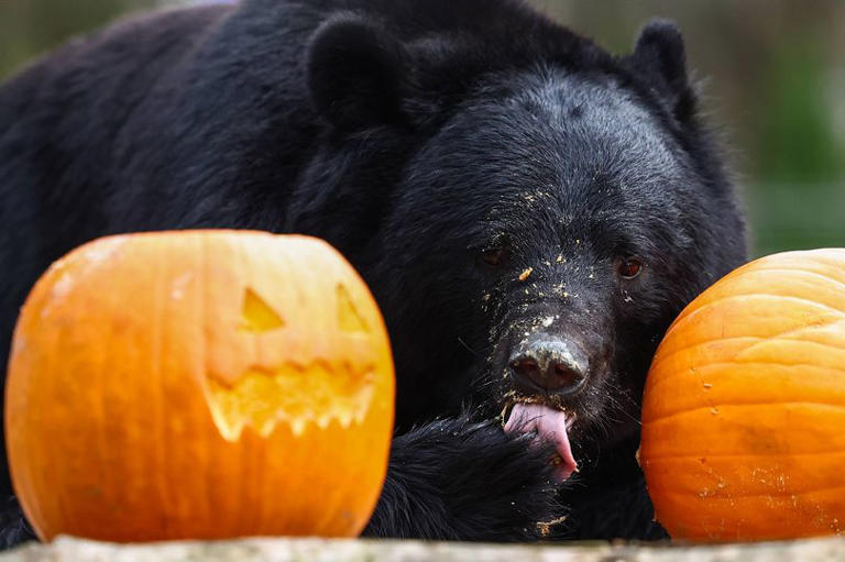 Army deployed to stop bear attacks after 12 killed and 100 injured in ...