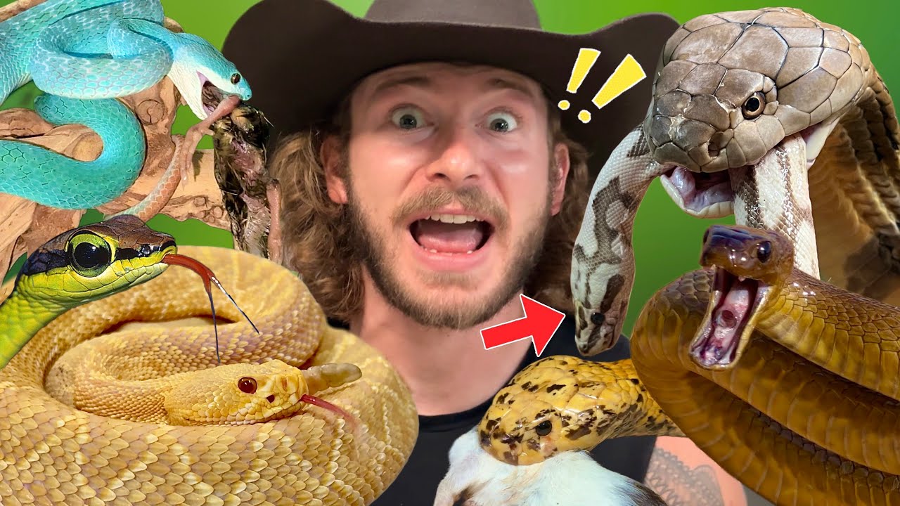 Feeding Venomous Snakes