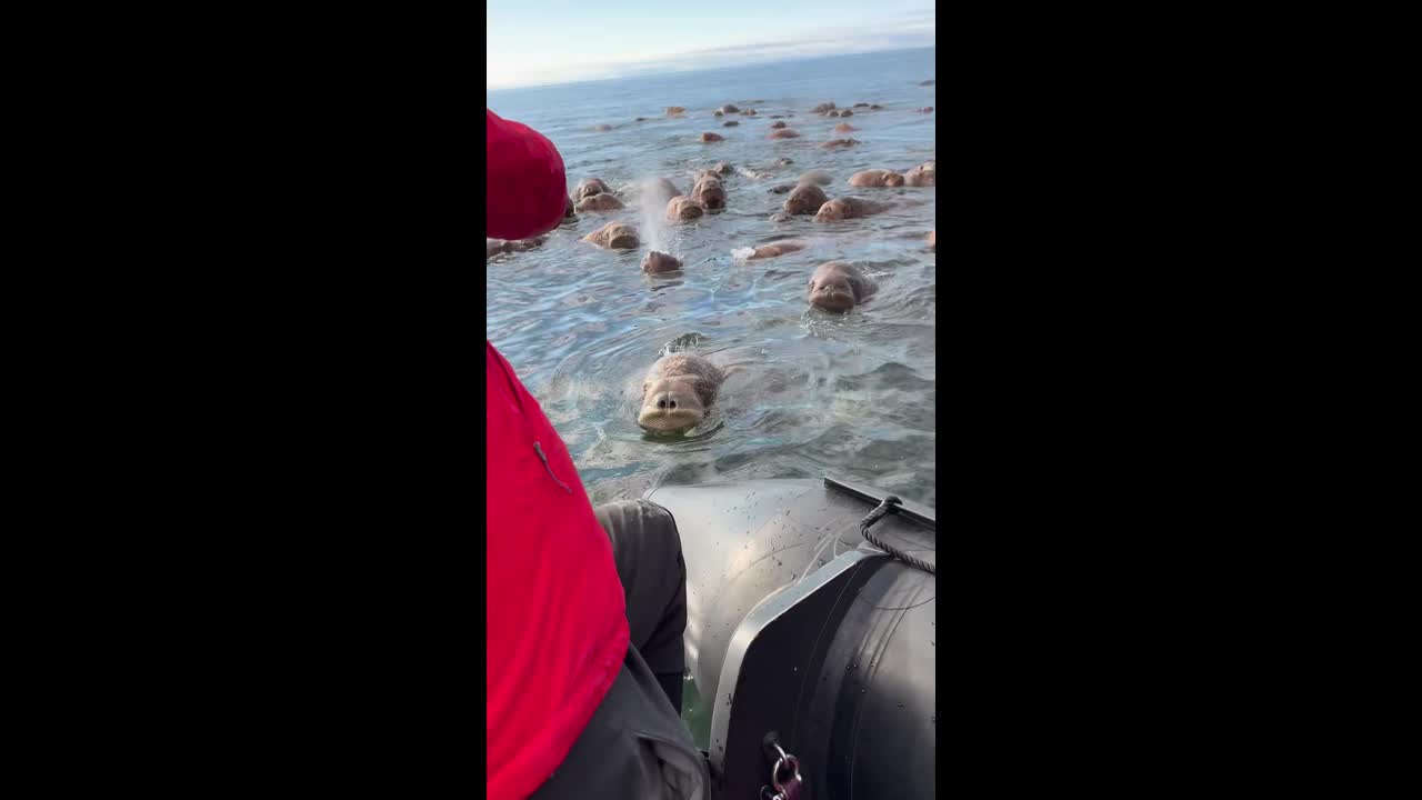 Walruses swim peacefully in Ratmanov Island, Russia