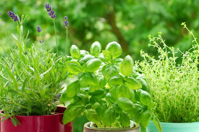 Gardener shares brilliant hack to keep pests off plants: 'It definitely ...