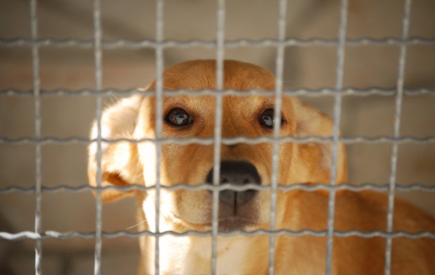 This Terrifying New Scam Call Is Targeting Pet Owners. Here's What To Know.