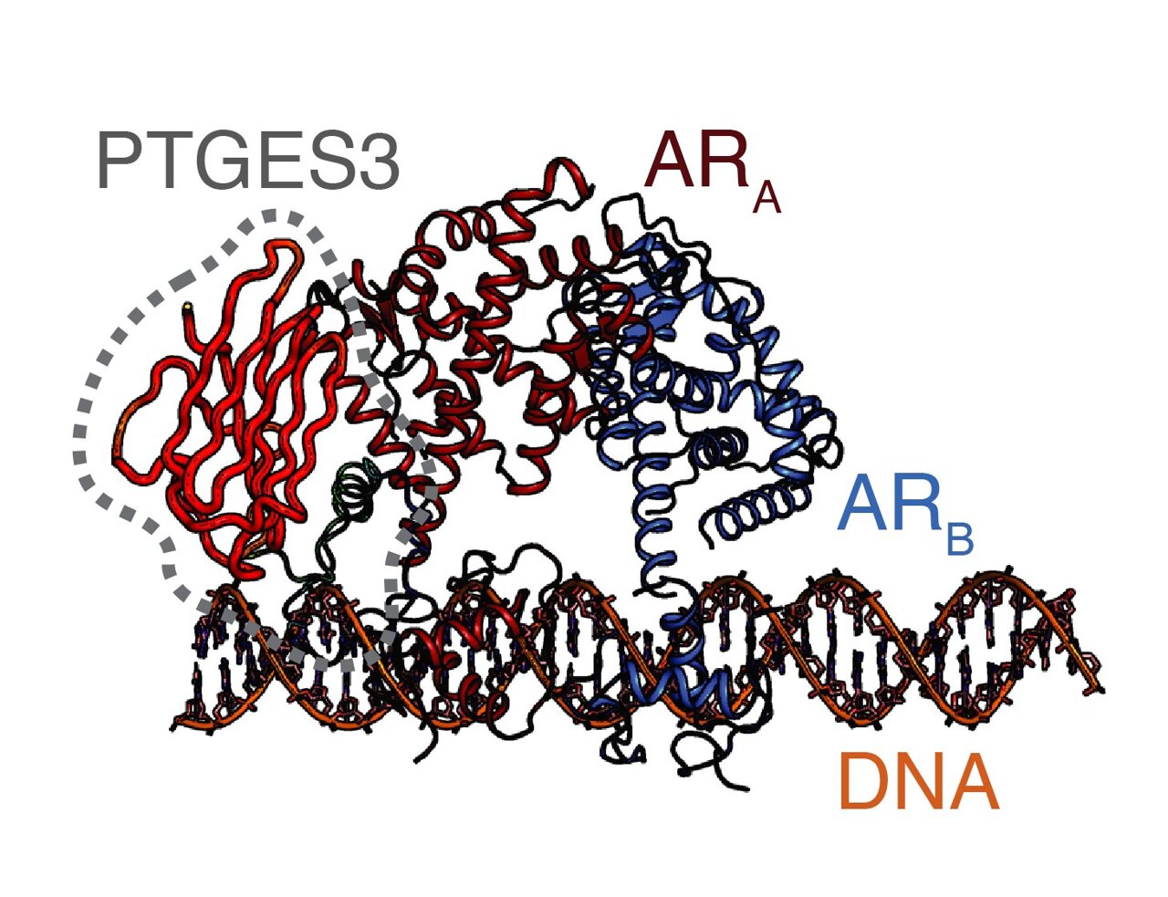 CRISPR screen identifies new regulator of androgen receptor in prostate ...