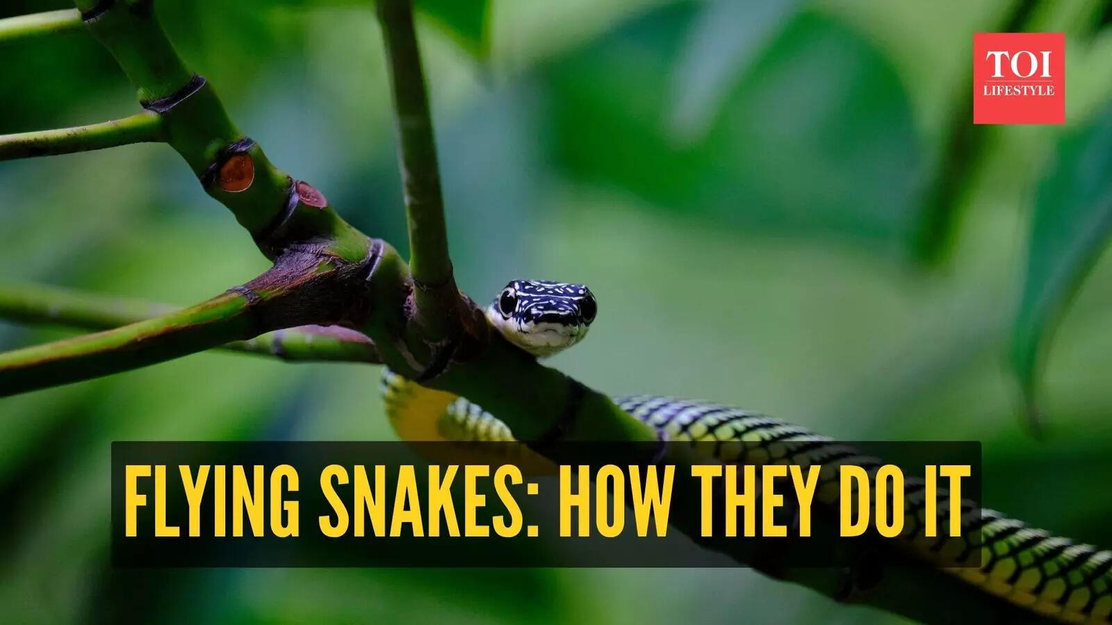 Snakes that can fly? The science behind nature’s most unexpected ability