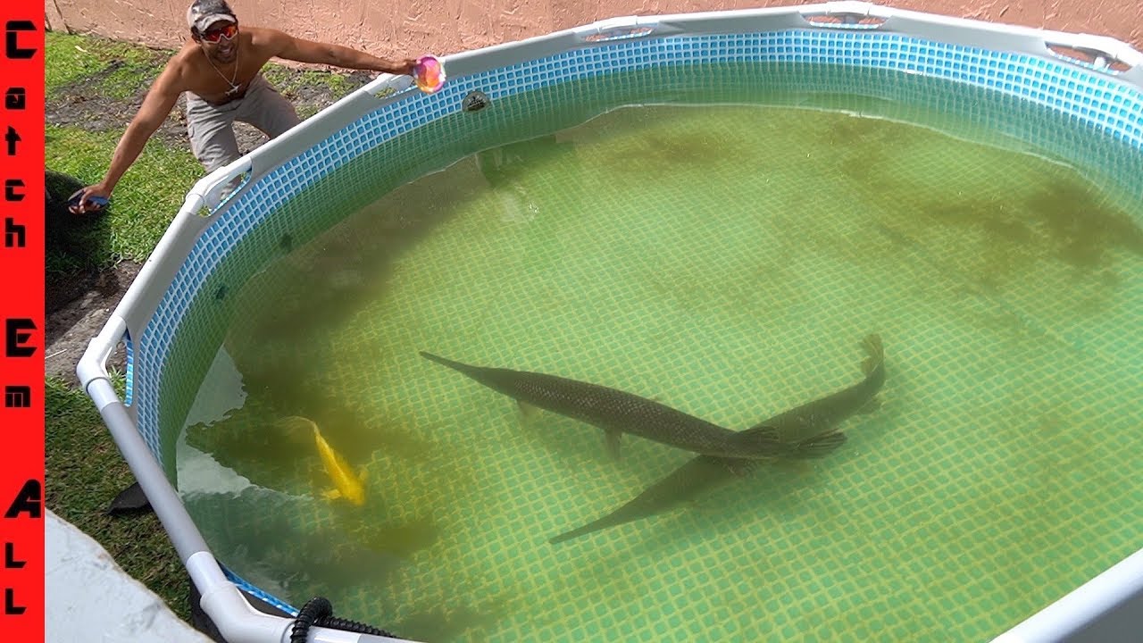LONGNOSE LOG FISH with ISOPODS! Biggest I've Ever Kept Alive!