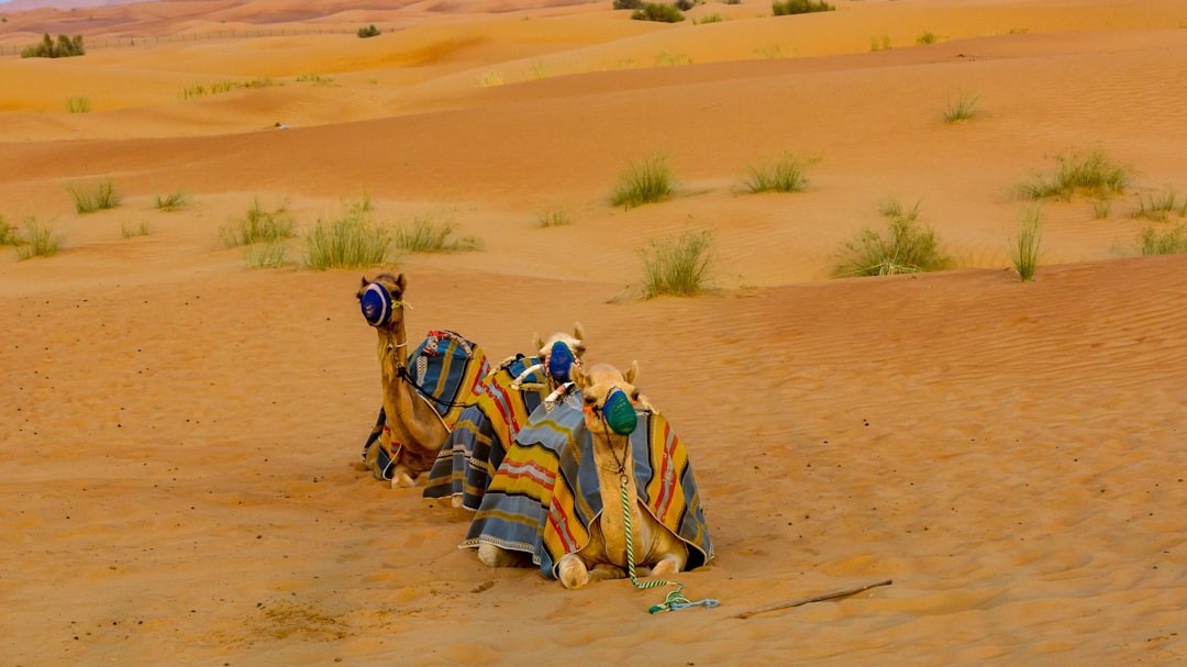 How Sand Dunes Walk Across The Desert - Scientists Explain