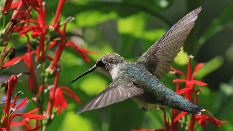 11 Fascinating Facts About Hummingbirds You May Not Have Known
