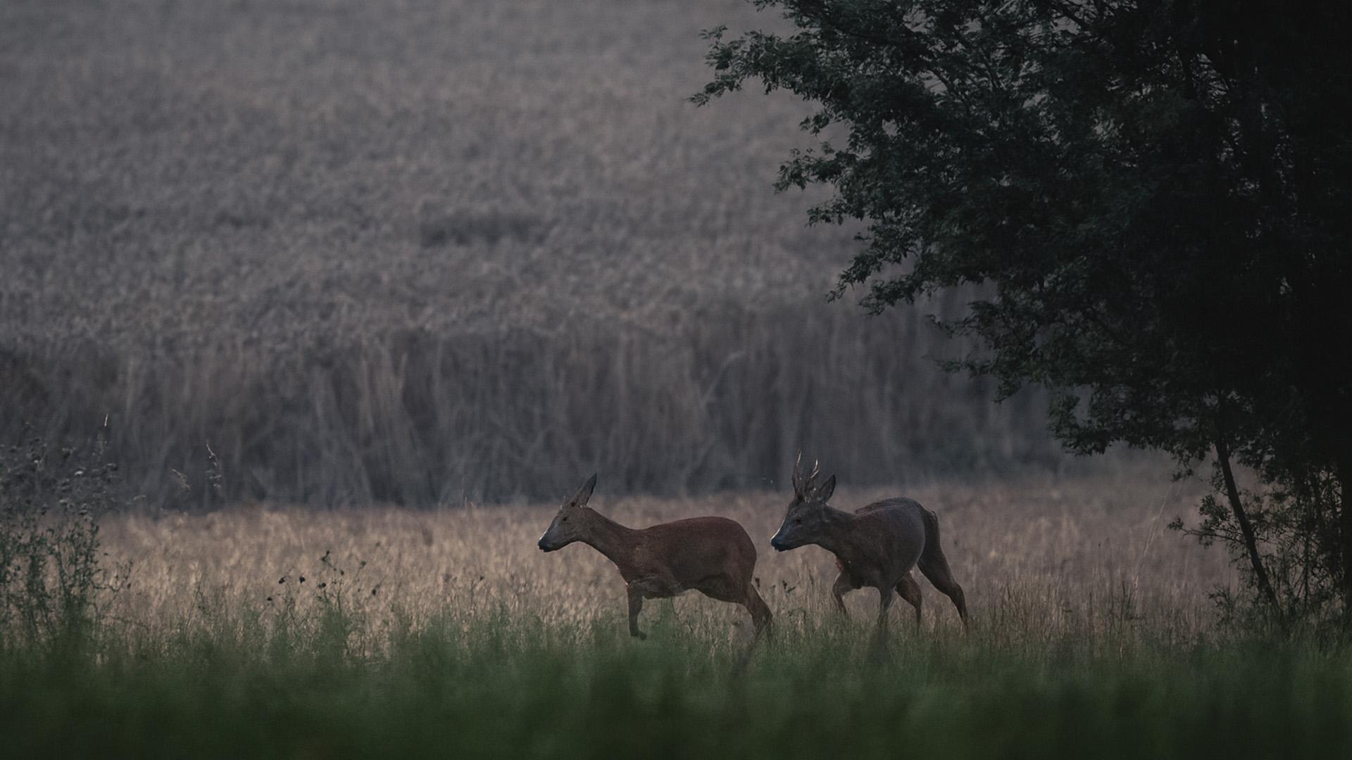 Roe Deer Activity at Dawn During Rutting Season