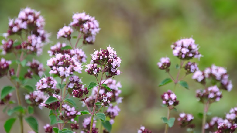 An Unassuming Flower That May Be The Key To Keeping Pests Out Of Your ...