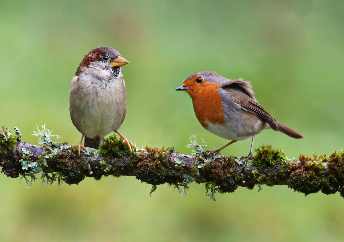 Rouges-gorges, mésanges, moineaux… ces 2 fruits vont transformer votre ...