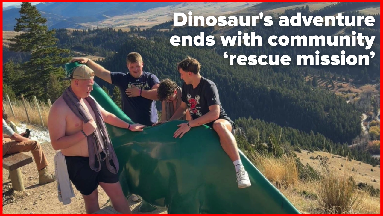 Dinosaur's adventure ends with community ‘rescue mission’ in Bozeman