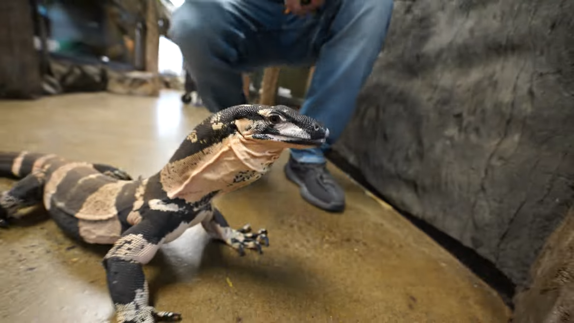 What Happens When You Feed a Giant Monitor Lizard