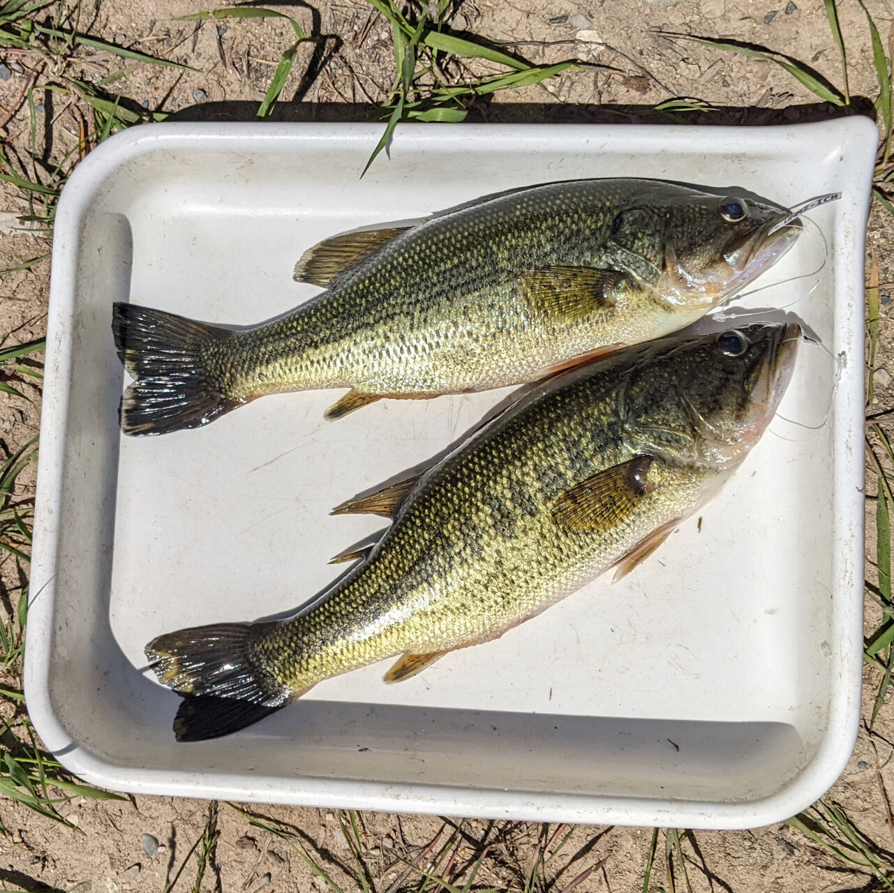 Fishes, young and old, are shrinking in Michigan's inland lakes ...