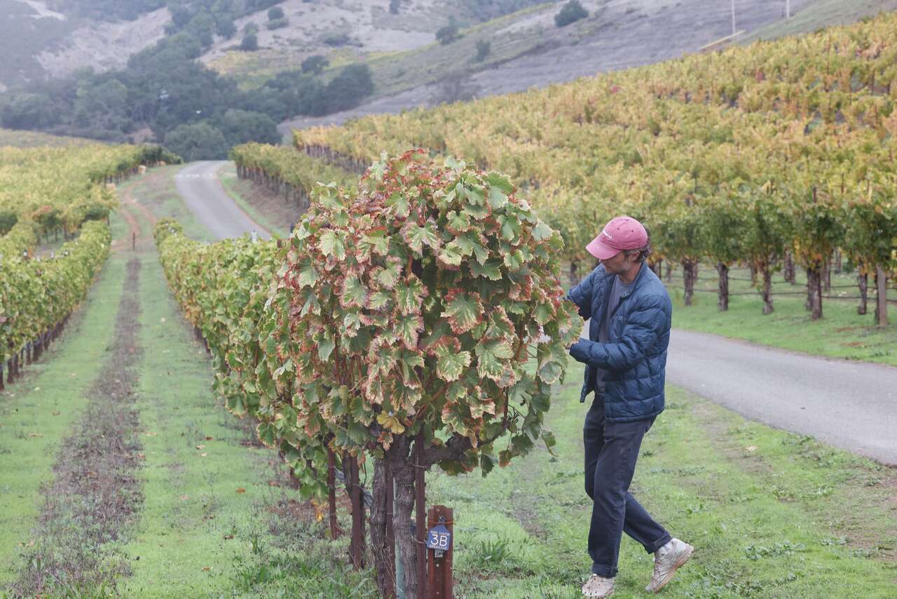 How the wine world's most sought-after ‘rock' star transformed one California vineyard