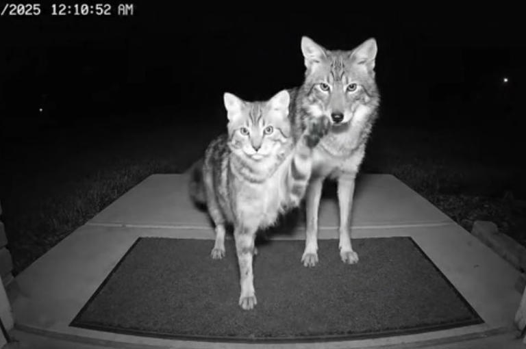 Adorable AI wildlife videos are everywhere — and they’re putting humans ...