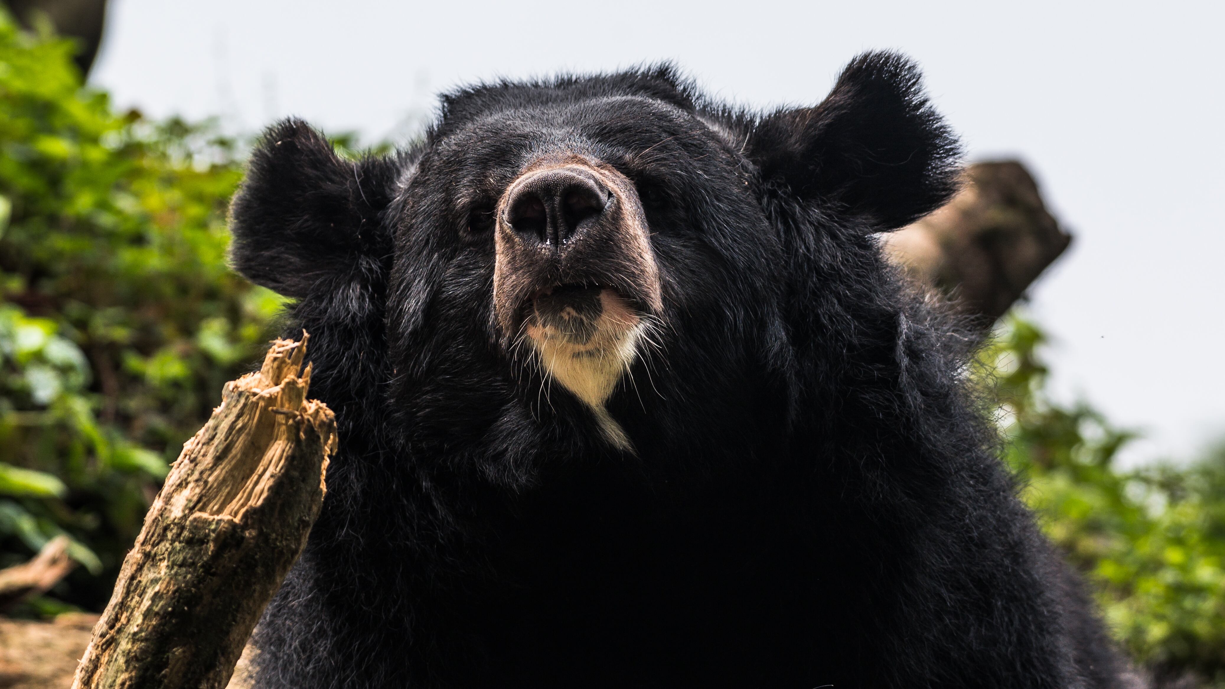 Soldiers Deployed to Fight Surge in Deadly Bear Attacks