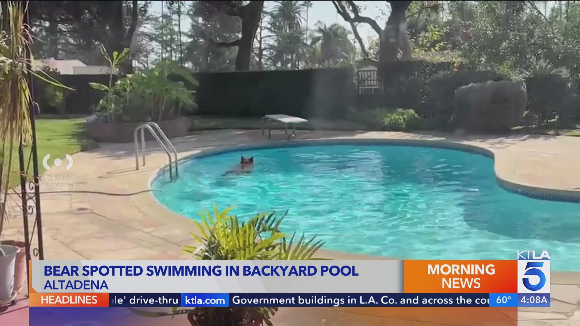 Altadena bear video becomes a '6-7' moment