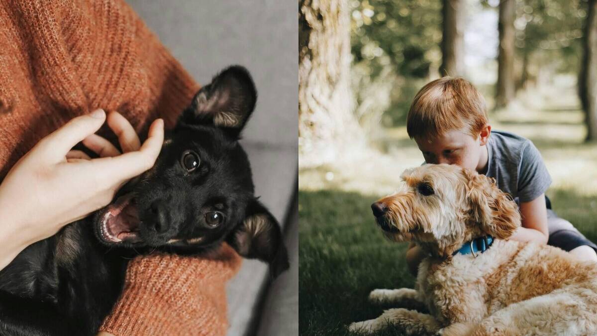 What psychology reveals about our bond with pets