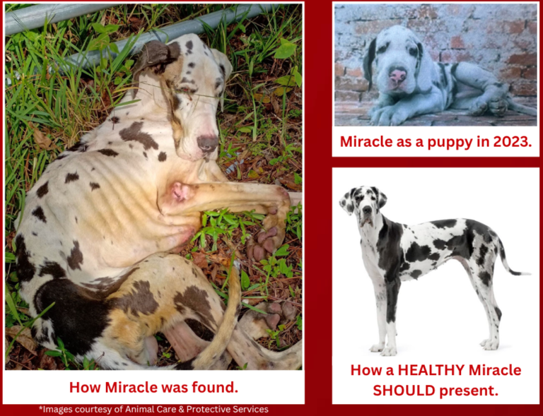 Woman who abandoned dying Great Dane is spared any jail time
